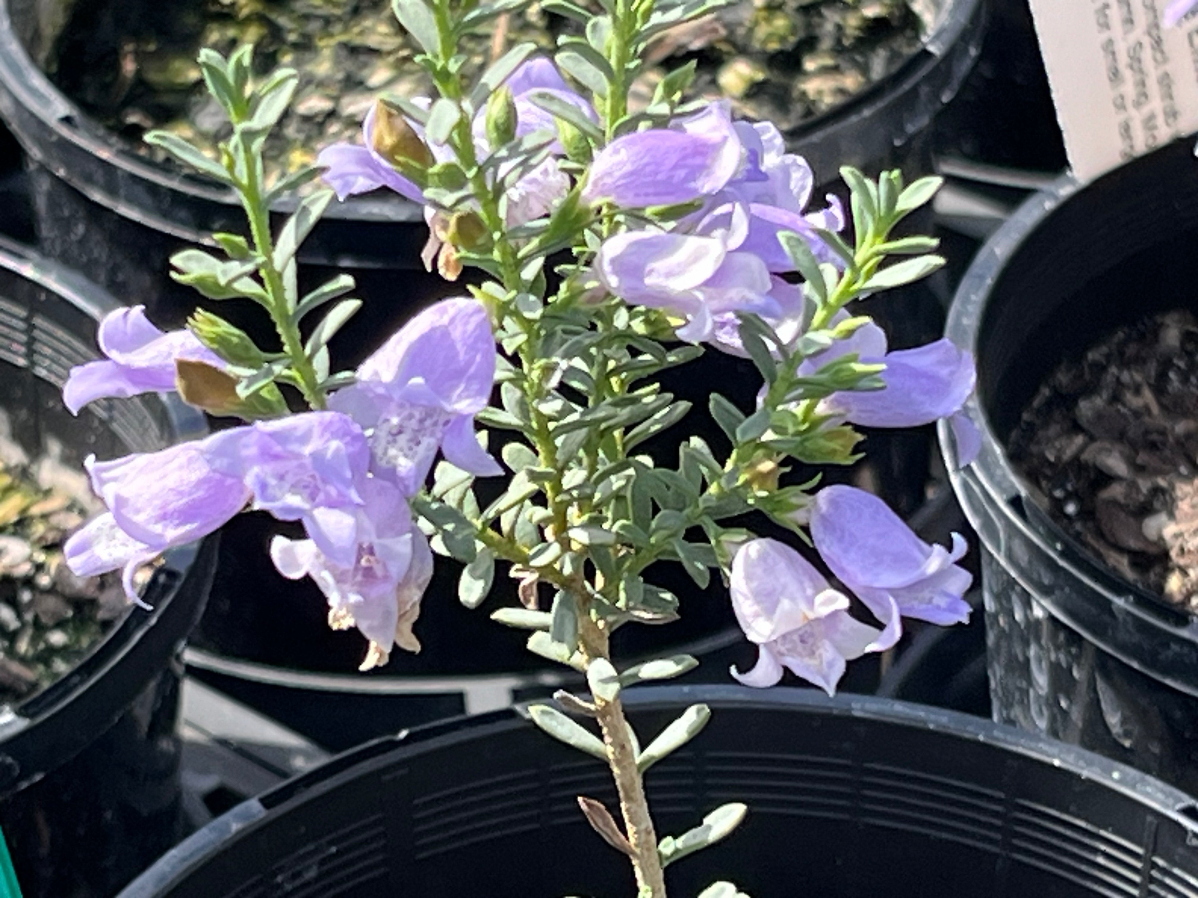 Eremphila weldii - 'Purple Emu Bush' | Nuthin' but Natives