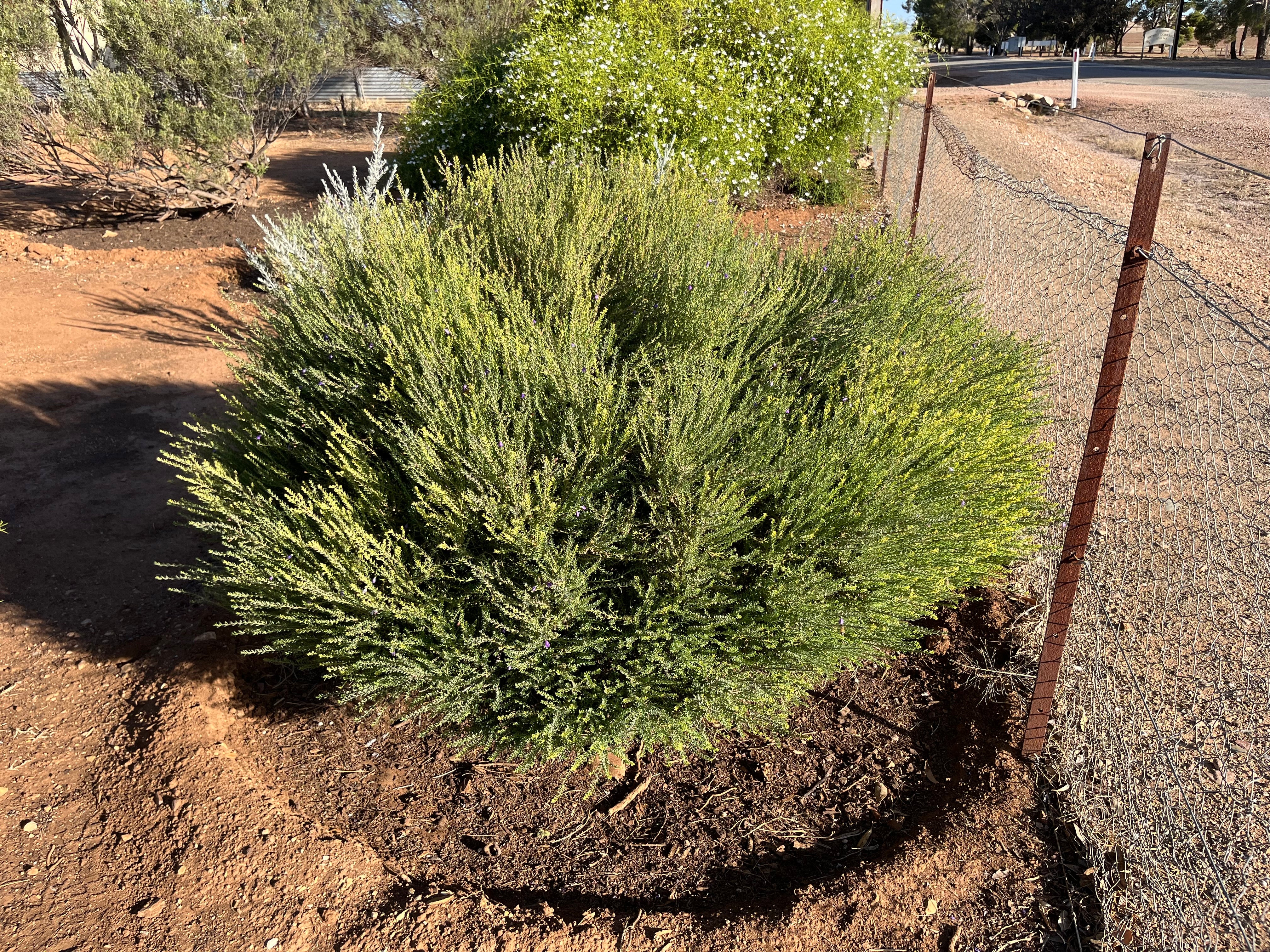 Eremphila weldii - 'Purple Emu Bush' | Nuthin' but Natives