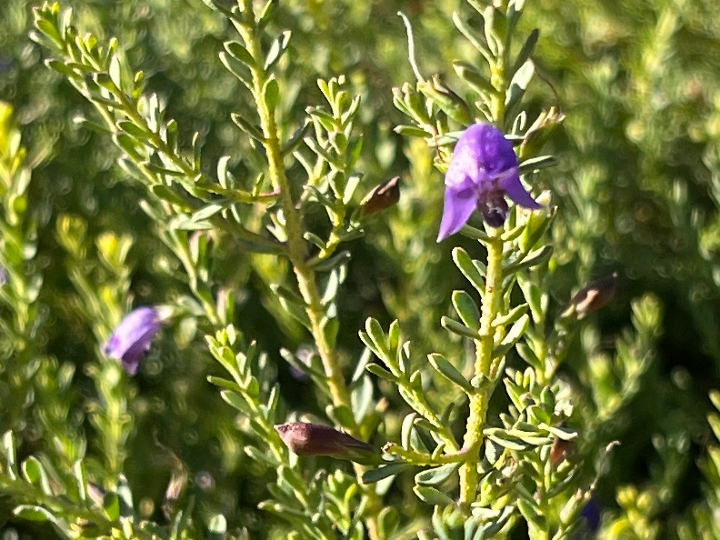 Eremphila weldii - 'Purple Emu Bush' | Nuthin' but Natives